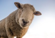 A World Less Certain | Why Kill If We Don’t Have To?
