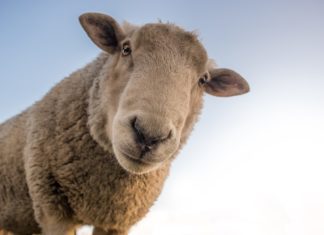 A World Less Certain | Why Kill If We Don’t Have To?
