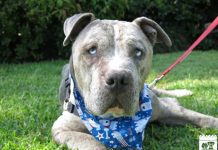 Pet of the Week: Duke the Dog