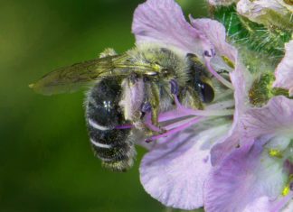 Bees! Get To Know the Bees of South Pasadena at Local Experts Event