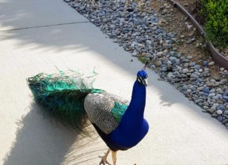 City of South Pasadena | Peafowl Management Plan and Outreach