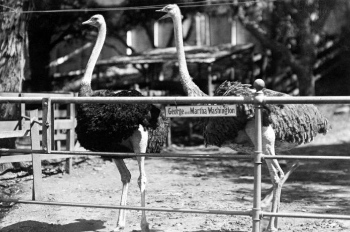 Cawston Ostriches