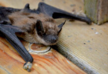 BIG BROWN BAT: The Big Brown Bat, one of North America's biggest, hunts beetles and moths over our streetlights every night and roosts in attics, eaves and wall gaps right here in South Pasadena. Rabid Big Brown Bats have turned up in Glendale and Glendora, and Pasadena logged its first rabies-positive bat of 2025 on South San Rafael, just across the Arroyo. See one on the ground in daylight? Don't touch it. Call animal control.