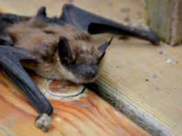 BIG BROWN BAT: The Big Brown Bat, one of North America's biggest, hunts beetles and moths over our streetlights every night and roosts in attics, eaves and wall gaps right here in South Pasadena. Rabid Big Brown Bats have turned up in Glendale and Glendora, and Pasadena logged its first rabies-positive bat of 2025 on South San Rafael, just across the Arroyo. See one on the ground in daylight? Don't touch it. Call animal control.