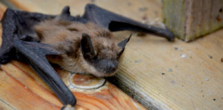 BIG BROWN BAT: The Big Brown Bat, one of North America's biggest, hunts beetles and moths over our streetlights every night and roosts in attics, eaves and wall gaps right here in South Pasadena. Rabid Big Brown Bats have turned up in Glendale and Glendora, and Pasadena logged its first rabies-positive bat of 2025 on South San Rafael, just across the Arroyo. See one on the ground in daylight? Don't touch it. Call animal control.