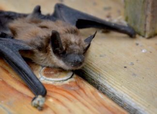 BIG BROWN BAT: The Big Brown Bat, one of North America's biggest, hunts beetles and moths over our streetlights every night and roosts in attics, eaves and wall gaps right here in South Pasadena. Rabid Big Brown Bats have turned up in Glendale and Glendora, and Pasadena logged its first rabies-positive bat of 2025 on South San Rafael, just across the Arroyo. See one on the ground in daylight? Don't touch it. Call animal control.