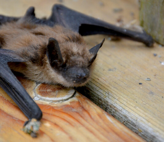 BIG BROWN BAT: The Big Brown Bat, one of North America's biggest, hunts beetles and moths over our streetlights every night and roosts in attics, eaves and wall gaps right here in South Pasadena. Rabid Big Brown Bats have turned up in Glendale and Glendora, and Pasadena logged its first rabies-positive bat of 2025 on South San Rafael, just across the Arroyo. See one on the ground in daylight? Don't touch it. Call animal control.