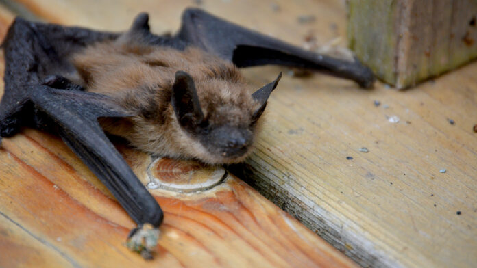 BIG BROWN BAT: The Big Brown Bat, one of North America's biggest, hunts beetles and moths over our streetlights every night and roosts in attics, eaves and wall gaps right here in South Pasadena. Rabid Big Brown Bats have turned up in Glendale and Glendora, and Pasadena logged its first rabies-positive bat of 2025 on South San Rafael, just across the Arroyo. See one on the ground in daylight? Don't touch it. Call animal control.