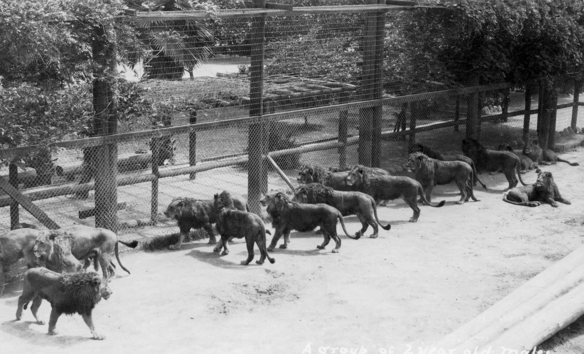 South-Pasadea-News-05-31-18-Throwback-Thursday-Gay's-Lion-Farm-07 | The South Pasadenan | South Pasadena News