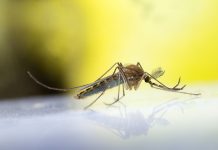 First Human Case of West Nile Virus Reported in Los Angeles County for 2021 | Public Health