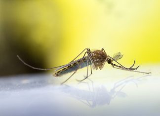 ALERT: West Nile Virus Reported in Alhambra
