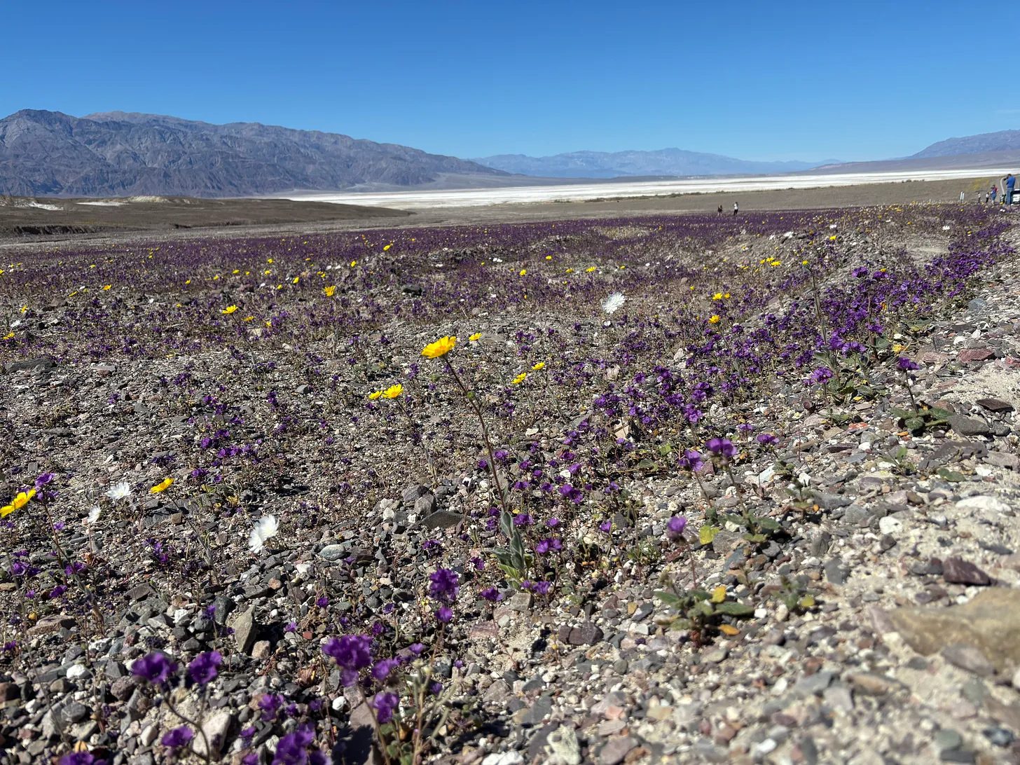 PHOTO: Chris Bray | The South Pasadenan | Into the Desert