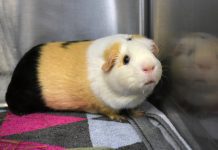 Pet of the Week | Vanilla the Guinea Pig