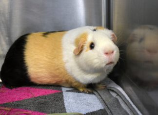 Pet of the Week | Vanilla the Guinea Pig