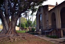 Origin of Library’s Magnificent Moreton Bay Fig Tree Revealed