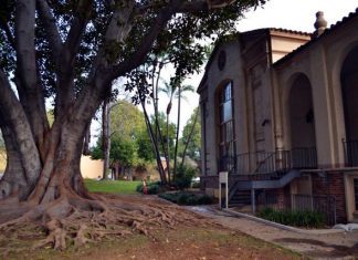 Origin of Library’s Magnificent Moreton Bay Fig Tree Revealed