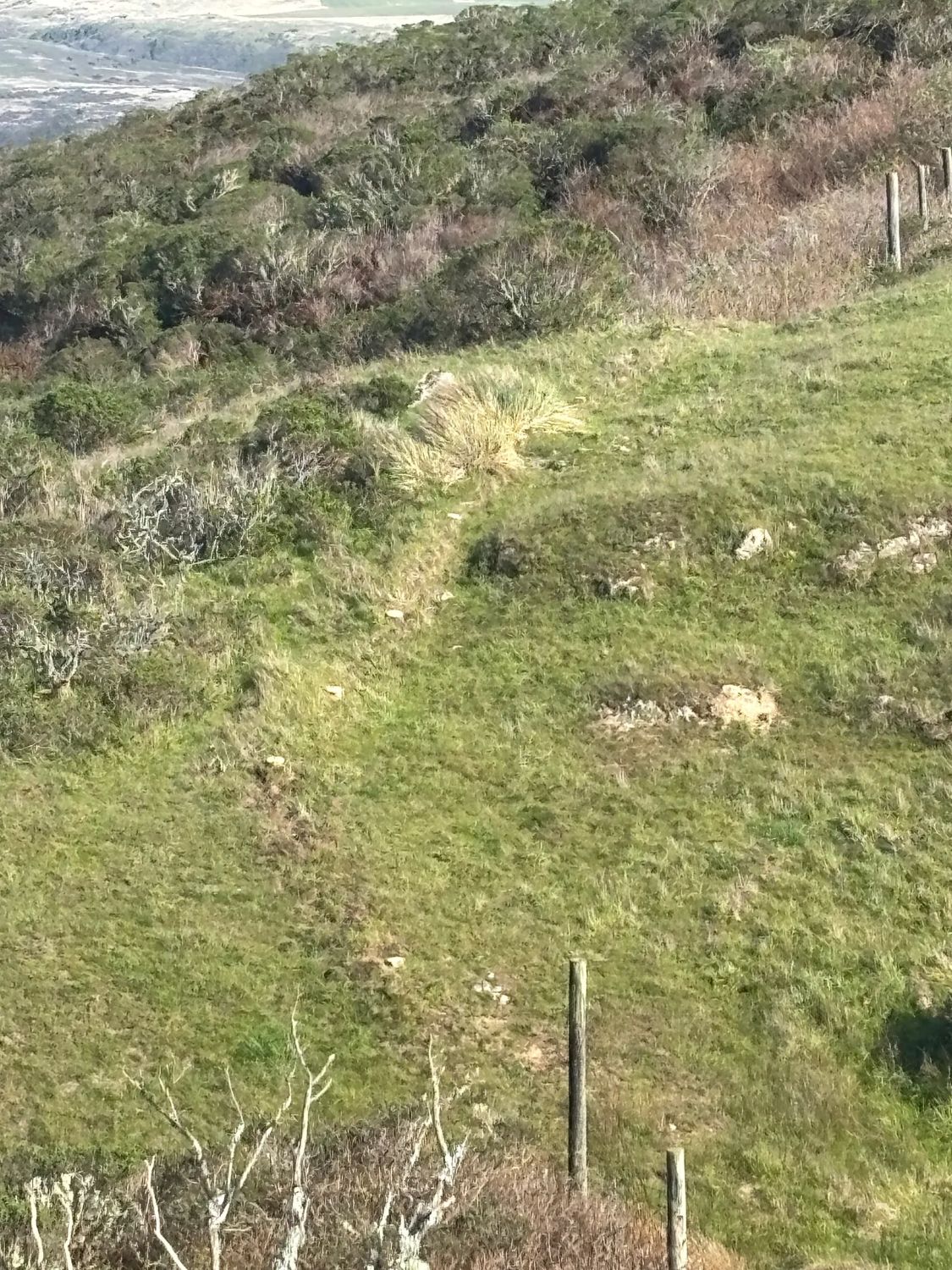 | The South Pasadenan | South Pasadena News Chris Bray | ’Tell Me How It Ends’ on Substack | Point Reyes National Seashore