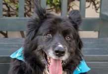 Pet of the Week | King the Shepherd Mix