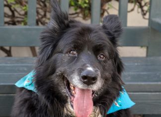 Pet of the Week | King the Shepherd Mix
