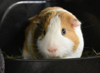 Pet of the Week | Clemson the Guinea Pig