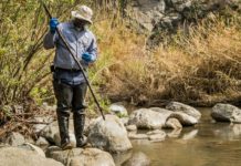 PHOTO: San Gabriele Mosquito and Vector Control | The South Pasadenan | A Vector Control Technician inspecting black fly breeding sites in San Gabriel River.