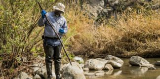 Black Fly Surge | Vector Control Increases Monitoring in Foothill Communities PHOTO: San Gabriele Mosquito and Vector Control | The South Pasadenan | A Vector Control Technician inspecting black fly breeding sites in San Gabriel River.