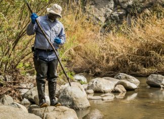 Black Fly Surge | Vector Control Increases Monitoring in Foothill Communities PHOTO: San Gabriele Mosquito and Vector Control | The South Pasadenan | A Vector Control Technician inspecting black fly breeding sites in San Gabriel River.