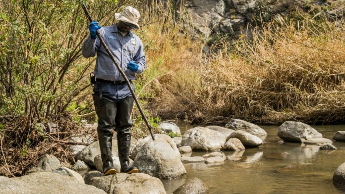 PHOTO: San Gabriele Mosquito and Vector Control | The South Pasadenan | A Vector Control Technician inspecting black fly breeding sites in San Gabriel River.