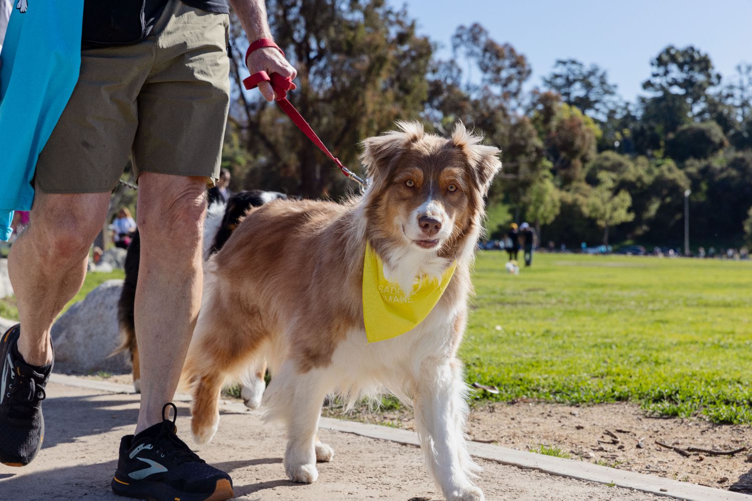 | The South Pasadenan | South Pasadena News Wiggle Waggle Walk & Run 2025