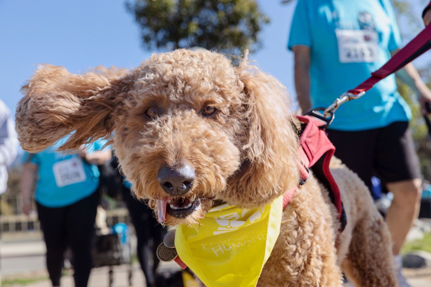 | The South Pasadenan | South Pasadena News Wiggle Waggle Walk & Run 2025