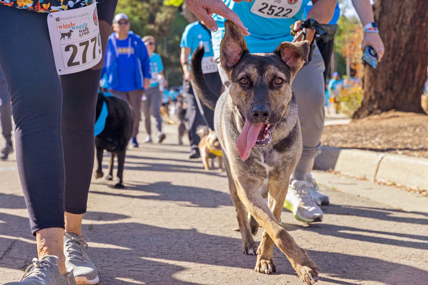| The South Pasadenan | South Pasadena News Wiggle Waggle Walk & Run 2025