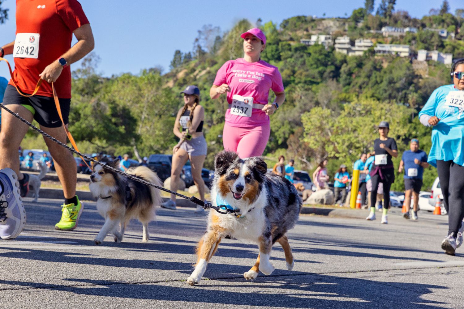 | The South Pasadenan | South Pasadena News Wiggle Waggle Walk & Run 2025
