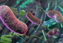 Cedars-Sinai Study Links Gut Bacteria to Inflammation New research led by Cedars-Sinai Guerin Children's investigators suggests that targeting gut bacteria—illustrated here in purple—may offer a potential treatment for Kawasaki disease. Image by Getty.