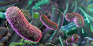 Cedars-Sinai Study Links Gut Bacteria to Inflammation New research led by Cedars-Sinai Guerin Children's investigators suggests that targeting gut bacteria—illustrated here in purple—may offer a potential treatment for Kawasaki disease. Image by Getty.