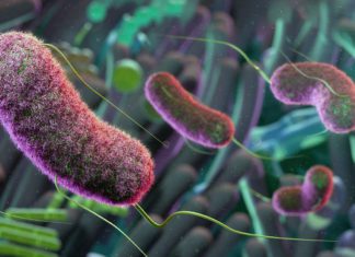 Cedars-Sinai Study Links Gut Bacteria to Inflammation New research led by Cedars-Sinai Guerin Children's investigators suggests that targeting gut bacteria—illustrated here in purple—may offer a potential treatment for Kawasaki disease. Image by Getty.