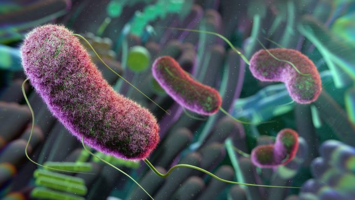 New research led by Cedars-Sinai Guerin Children's investigators suggests that targeting gut bacteria—illustrated here in purple—may offer a potential treatment for Kawasaki disease. Image by Getty.