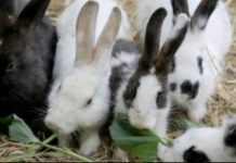 Hop Into Spring at the Autry’s Family Fun Day: Here Comes Peter Cottontail PHOTO: Autry Museum of the American West | The South Pasadenan | Family Fun Day: Here Comes Peter Cottontail!