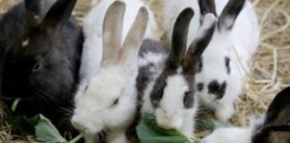 PHOTO: Autry Museum of the American West | The South Pasadenan | Family Fun Day: Here Comes Peter Cottontail!