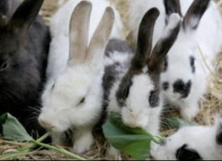 Hop Into Spring at the Autry’s Family Fun Day: Here Comes Peter Cottontail PHOTO: Autry Museum of the American West | The South Pasadenan | Family Fun Day: Here Comes Peter Cottontail!