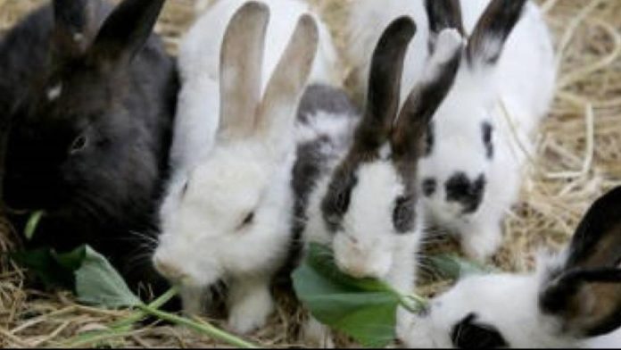 PHOTO: Autry Museum of the American West | The South Pasadenan | Family Fun Day: Here Comes Peter Cottontail!