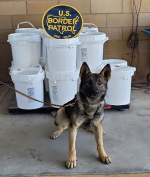 | The South Pasadenan | South Pasadena News A K-9 alerted to the possible presence of concealed narcotics in a tractor-trailer. Further investigation revealed 761 pounds of liquid meth.