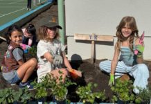 PHOTO: Emily Blaney | The South Pasadena | SPUSD | Arroyo Vista students replant the community garden on campus
