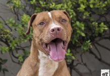 Pet of the Week | Larry the Pit Bull