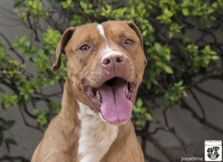 Pet of the Week | Larry the Pit Bull