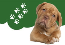 PHOTO: City of South Pasadena | The South Pasadenan | Pasadena Humane Hosts Veterinary Workshop for Youth