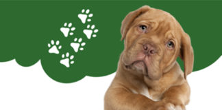 Careers with Compassion | Pasadena Humane Hosts Veterinary Workshop for Youth PHOTO: City of South Pasadena | The South Pasadenan | Pasadena Humane Hosts Veterinary Workshop for Youth