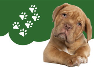 Careers with Compassion | Pasadena Humane Hosts Veterinary Workshop for Youth PHOTO: City of South Pasadena | The South Pasadenan | Pasadena Humane Hosts Veterinary Workshop for Youth