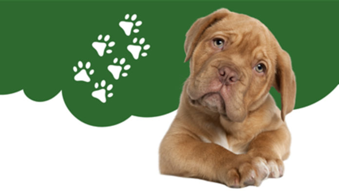 PHOTO: City of South Pasadena | The South Pasadenan | Pasadena Humane Hosts Veterinary Workshop for Youth