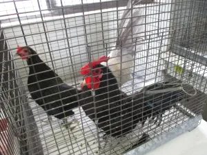 CBP officers at the San Ysidro Port of Entry also discover chickens suspected of being smuggled into the U.S.