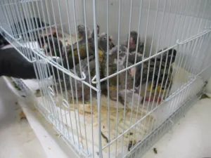 CBP officers at the San Ysidro Port of Entry discover several parakeets suspected of being smuggled into the U.S.